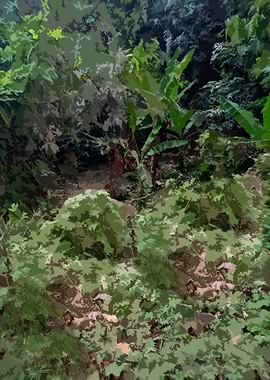 Lush Green Forest Canopy 8