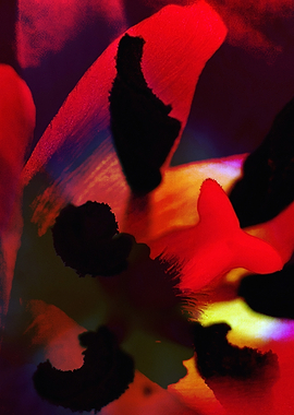 Abstract Red and Black Shapes