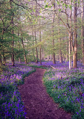 Bluebell Woodland Path