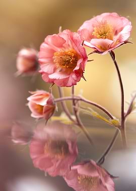 Delicate Pink Flowers with Reflection
