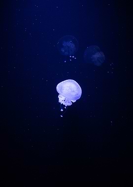 Jellyfish in dark blue water