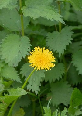 Yellow flower in green foliage