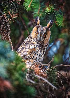 Long-eared Owl in Evergreen Tree