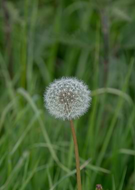 Dandelion Seed Head in Green Field