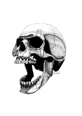 Skull with Open Jaw Illustration