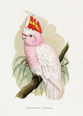 Leadbeater's Cockatoo Vintage Illustration