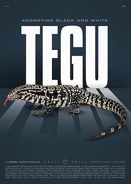 Argentine Black and White Tegu Poster