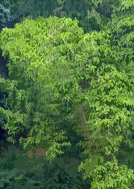 Lush Green Tree Canopy Q8