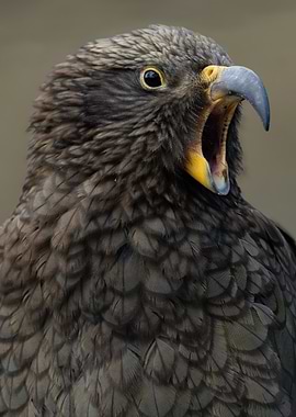 Close-up of a Kea Bird