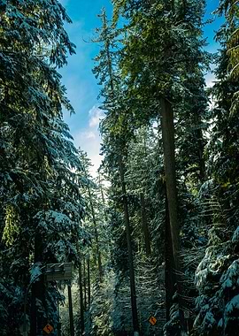 Snowy Forest Canopy
