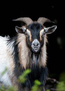 Portrait of a Goat