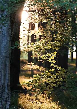 Sunlit Forest Canopy