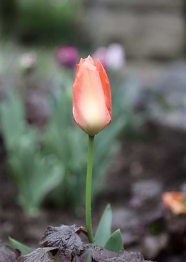Single Tulip Flower