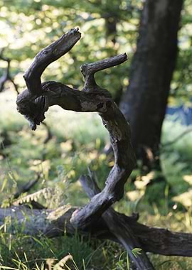 Twisted Branch in Forest