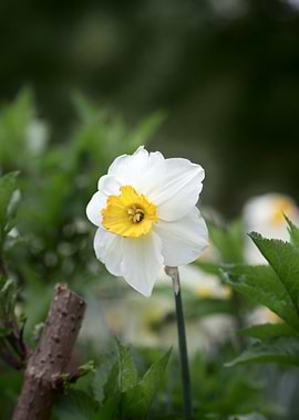 White and Yellow Daffodil Flower