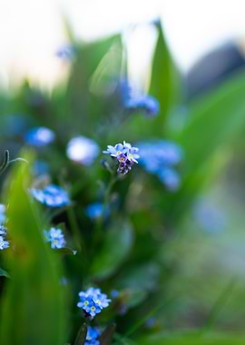 Forget-Me-Not Flowers in Natural Setting