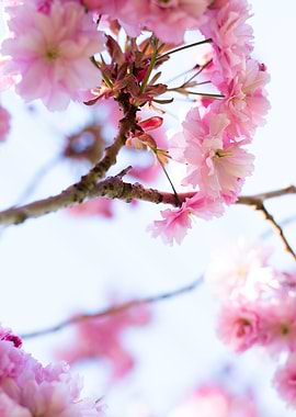 Cherry Blossoms on Branch