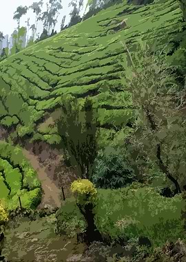 Lush Green Tea Plantation Landscape DG4