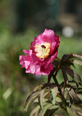 Pink Peony Flower Close-Up