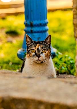 Calico Cat Portrait