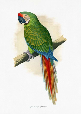Military Macaw Bird Illustration