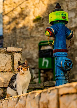 Cat and Decorated Fire Hydrant