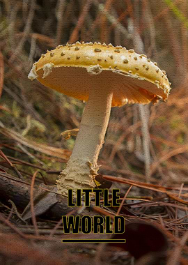 Mushroom in the Forest