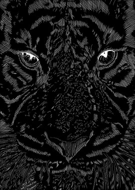 Tiger Black and White