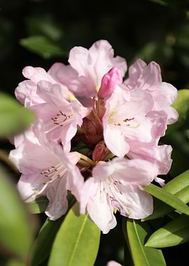 Pink Rhododendron Blossom