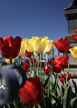 Red and Yellow Tulips in Bloom