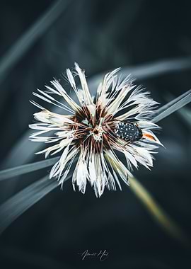 Dandelion Seed Head with Beetle