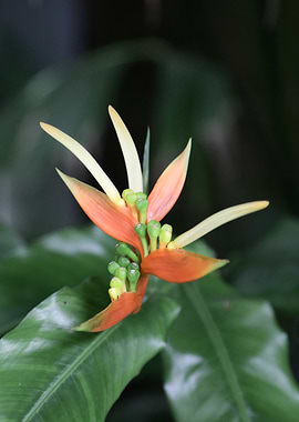Heliconia Flower Close-Up