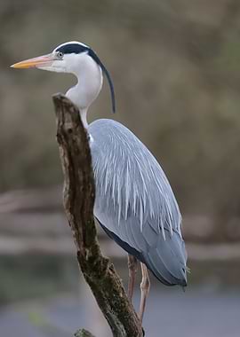 Grey Heron Perched on Branch