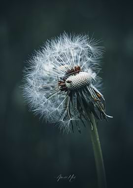 Dandelion Seed Head Close-Up