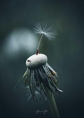 Dandelion Seed Head with Single Seed