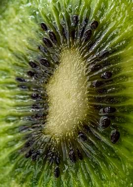 Kiwi Fruit Slice Macro