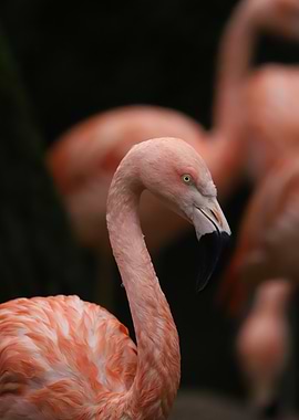 Flamingo Portrait in Natural Setting