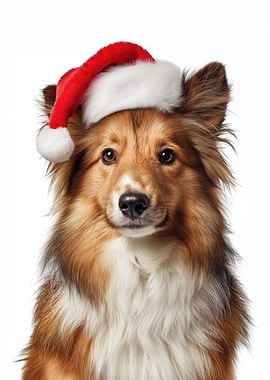 Shetland Sheepdog with Santa Hat Portrait