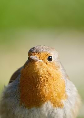 Close-up of a Robin Bird