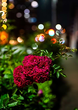 Red Roses at Night with Bokeh