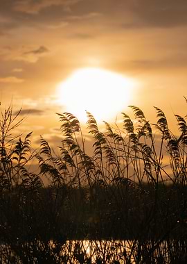 Golden Sunset Through Tall Grass