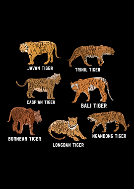 Tiger Species Tiger Lover Kids Javan Tiger