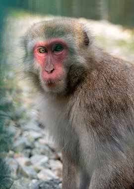 Japanese Macaque Portrait 3