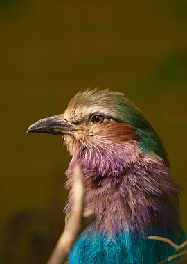 Lilac-breasted Roller Bird Portrait
