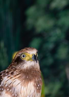 Majestic Hawk Portrait