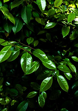 Lush Green Leaves