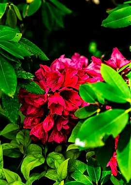 Vibrant Pink Rhododendron Bloom