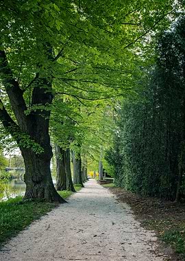 Tree-lined path in a park
