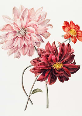 Floral botanical illustration of dahlias