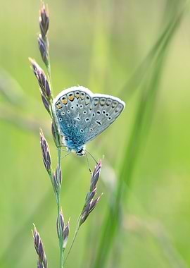 Blue Butterfly on Grass